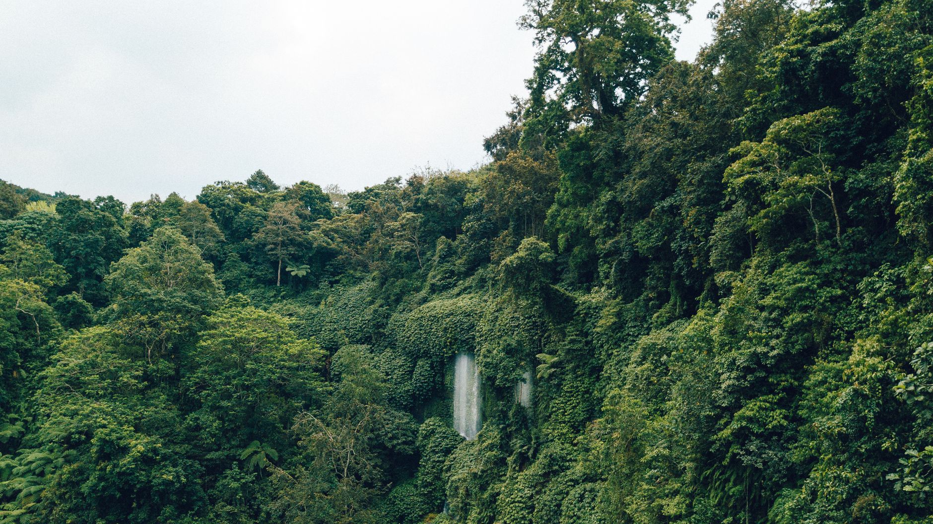 A densa e verdejante Floresta Amazônica